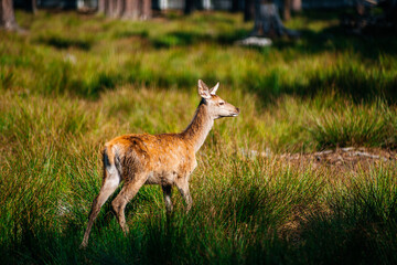 A deer lies in the forest in the green grass