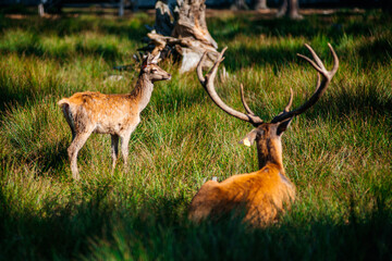 A deer lies in the forest in the green grass