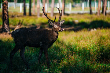 A deer lies in the forest in the green grass