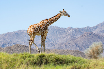 Giraffe Walking on Grass Hill with Mountain Landscape