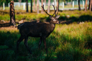 A deer lies in the forest in the green grass