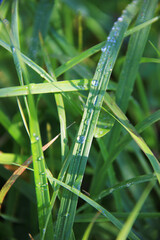  Bright fresh green grass with water droplets and morning dew and a blurred green background. Macro morning photography Grass, dew droplets in close-up