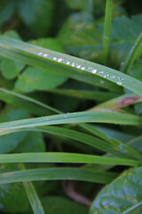  Bright fresh green grass with water droplets and morning dew and a blurred green background. Macro morning photography Grass, dew droplets in close-up