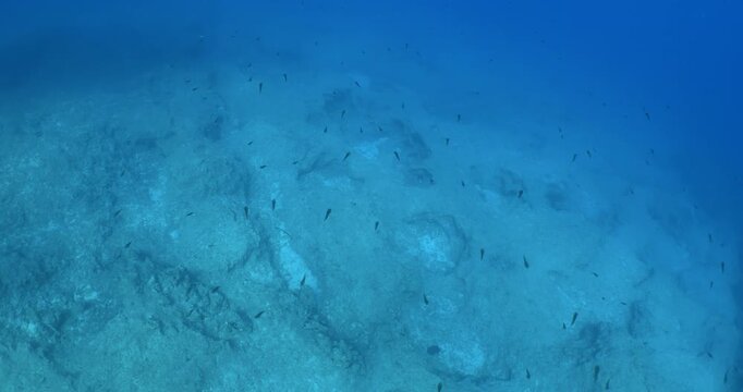 squid school underwater close up cuttlefish big eye sepioteuthis lessoniana Decapodiformes 