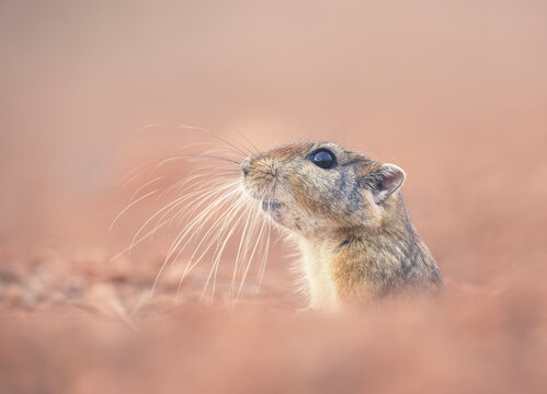 Close-up side view of a Fat Sand Rat (Psammomys obesus) emerging from burrow in the desert, Guelmim-Oued Noun, Morocco