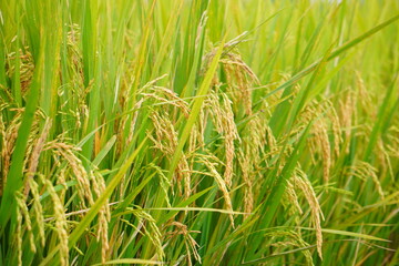 ripe rice fields in harvest season