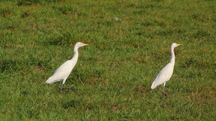 Laridae in the swamp 