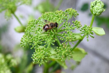 Angelica keiskei (Ashitaba) leaves and flowers. Apiaceae healthy vegetables. The leaves and stems have a nourishing and revitalizing effect, and pale yellow flowers bloom in autumn.