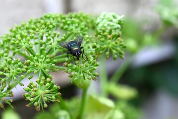 Angelica keiskei (Ashitaba) leaves and flowers. Apiaceae healthy vegetables. The leaves and stems have a nourishing and revitalizing effect, and pale yellow flowers bloom in autumn.