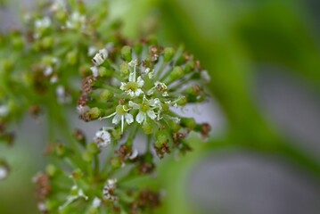 Angelica keiskei (Ashitaba) leaves and flowers. Apiaceae healthy vegetables. The leaves and stems have a nourishing and revitalizing effect, and pale yellow flowers bloom in autumn.