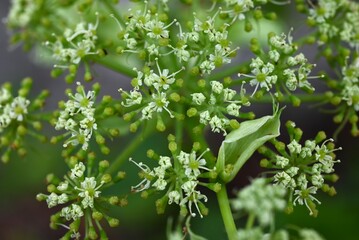 Angelica keiskei (Ashitaba) leaves and flowers. Apiaceae healthy vegetables. The leaves and stems have a nourishing and revitalizing effect, and pale yellow flowers bloom in autumn.