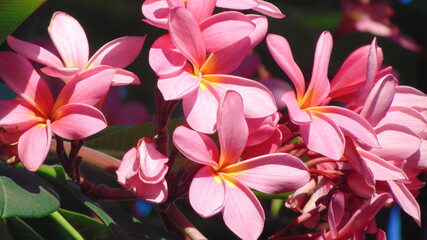 Fototapeta premium pink and yellow frangipani, plumeria flowers 