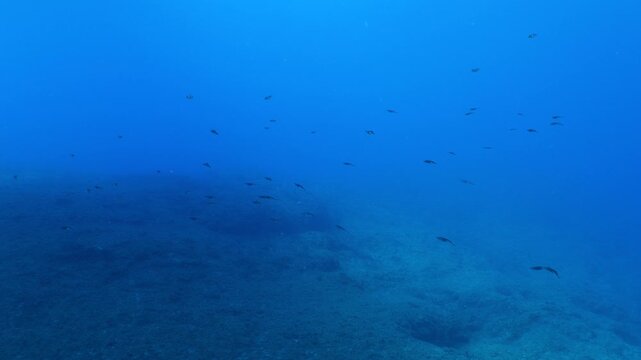 squid school underwater close up cuttlefish big eye sepioteuthis lessoniana Decapodiformes 