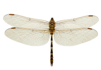 Isolated Dragonfly specimen entomology, insect nature study wing venation detail close-up natural history