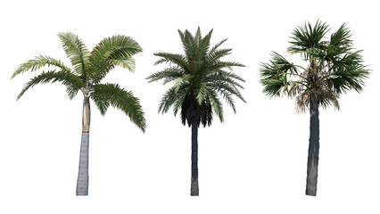 palm trees isolated on white