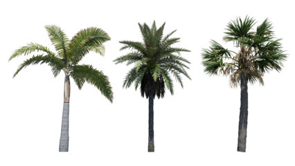 palm trees isolated on white