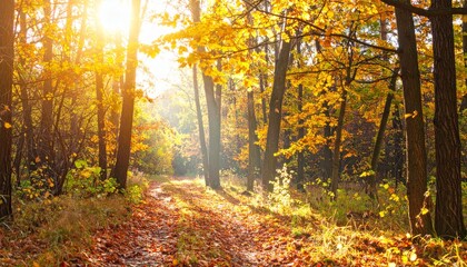 Obraz premium Sun shines through a forest in autumn, illuminating a leaf-strewn path. Trees display vibrant fall colors.
