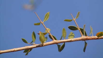 blue sky background on branch of Lawsonia inermis  © Afifa