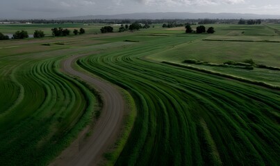 Naklejka premium farm using cover crops for 'solar corridors,' where strips are tilled to warm the soil faster for spring planting