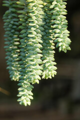 Close up of donkey tail ornamental plant. Copy space for text. For graphic design, banners and 3D rendering