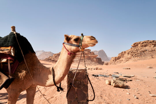 Camel in Wadi Rum Jordan