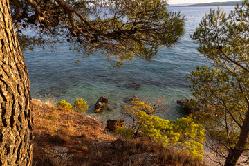 Strong trees on the beautiful coast of Croatia, clear open sea. Adriatic Sea, Croatia