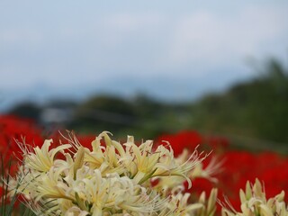 曼珠沙華　赤と白