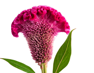 Bright Pink Cockscomb Bloom with Visible Leaves, Upright Perspective, Isolated on Transparent Background