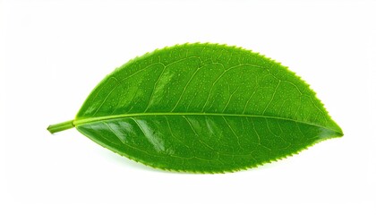 Fototapeta premium Vibrant green leaf with serrated edge