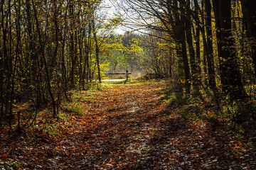 Sunlight filters through trees along a serene forest path covered with autumn leaves in a tranquil nature setting