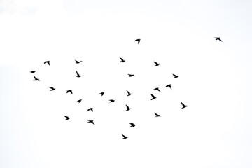 Soaring Flight: A flock of birds, silhouetted against the sky, ascends in a display of effortless aerial grace, evoking a sense of freedom and collective movement.