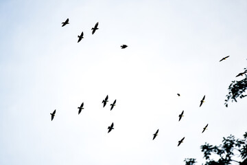 Skyward Symphony: A flock of birds takes flight against the backdrop of a serene sky, their silhouettes a mesmerizing dance of freedom and movement.