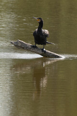 Grand Cormoran, Phalacrocorax carbo, Great Cormorant