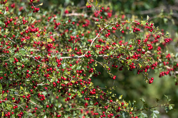 Crataegus oxyacantha , Aubépine