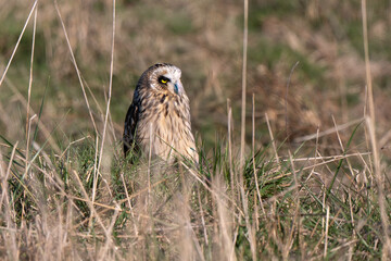 Hibou des marais, Hibou brachyote, Asio flammeus, Short eared Owl, region Pays de Loire; marais Breton; 85, Vendée, Loire Atlantique, France
