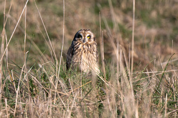 Hibou des marais, Hibou brachyote, Asio flammeus, Short eared Owl, region Pays de Loire; marais Breton; 85, Vendée, Loire Atlantique, France