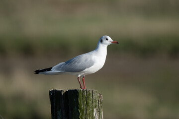 Fototapeta premium Mouette rieuse, Chroicocephalus ridibundus, Black headed Gull