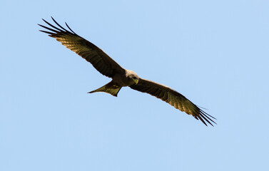 Milan noir, Milvus migrans, Black Kite