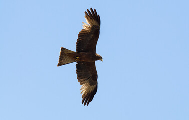 Milan noir, Milvus migrans, Black Kite