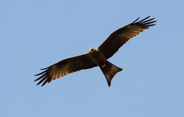Milan noir, Milvus migrans, Black Kite