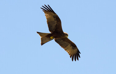 Milan noir, Milvus migrans, Black Kite