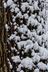Beautiful snowy tree trunk in a winter landscape showcasing detailed bark and soft snow covering in a serene forest setting