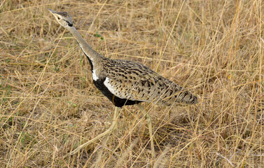 Outarde à ventre noir, Lissotis melanogaster, Black-bellied Bustard, Afrique de l'Est
