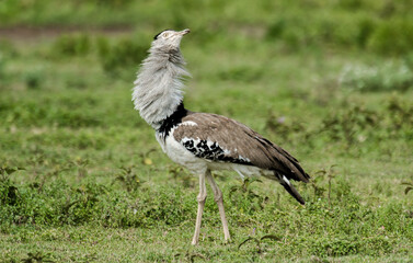 Outarde kori, parades, Ardeotis kori, Kori Bustard,  Afrique