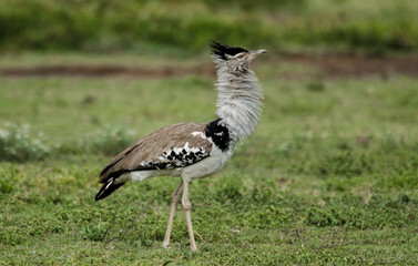 Outarde kori, parades, Ardeotis kori, Kori Bustard,  Afrique