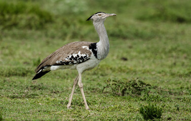 Outarde kori, Ardeotis kori, Kori Bustard,  Afrique