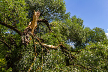 Storm damage reveals broken branches on large trees in a lush green landscape during a sunny day