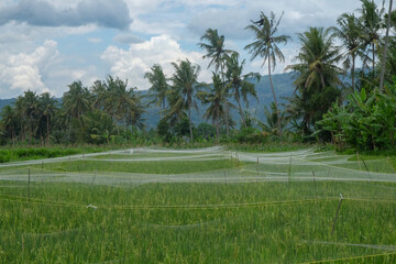 View of rice fields covered with nets. Nets for protection from bird attacks. Agricultural industry concept. For graphic design, 3D rendering and banners