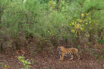 wild female bengal tiger panthera tigris tigress on territory stroll walking posing eye contact green bamboo trees background in safari at bandhavgarh national park forest reserve madhya pradesh india