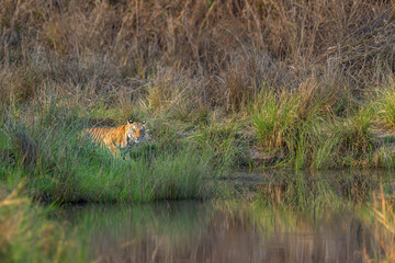 wild bengal female tiger or panthera tigris at bandhavgarh national park forest tiger reserve madhya pradesh india. tigress eye contact in morning safari quenching thirst drinking water from waterhole